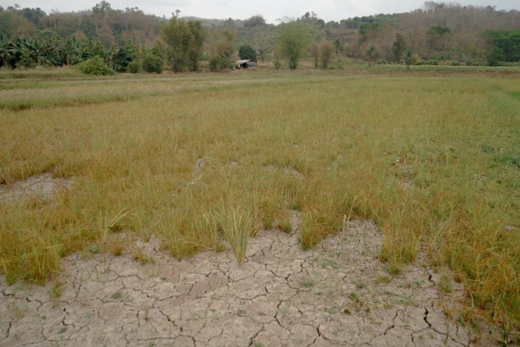 rice field