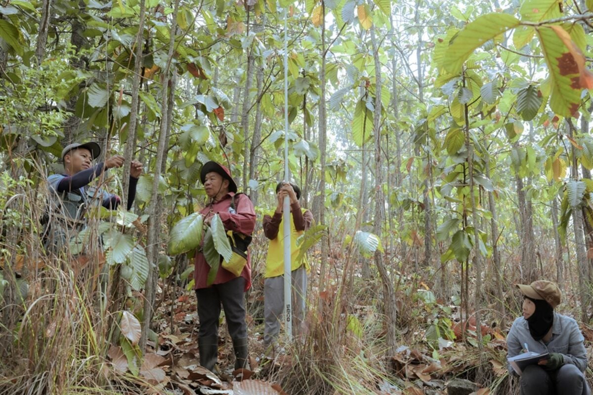 Thailand forest