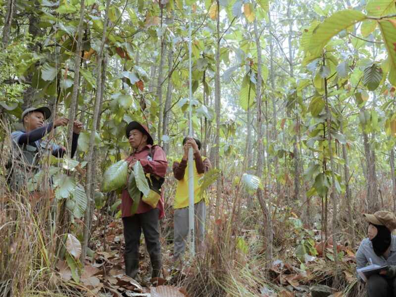 Thailand forest