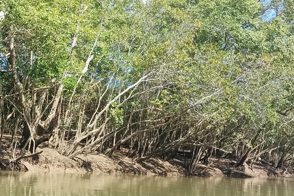 Myanmar mangrove river