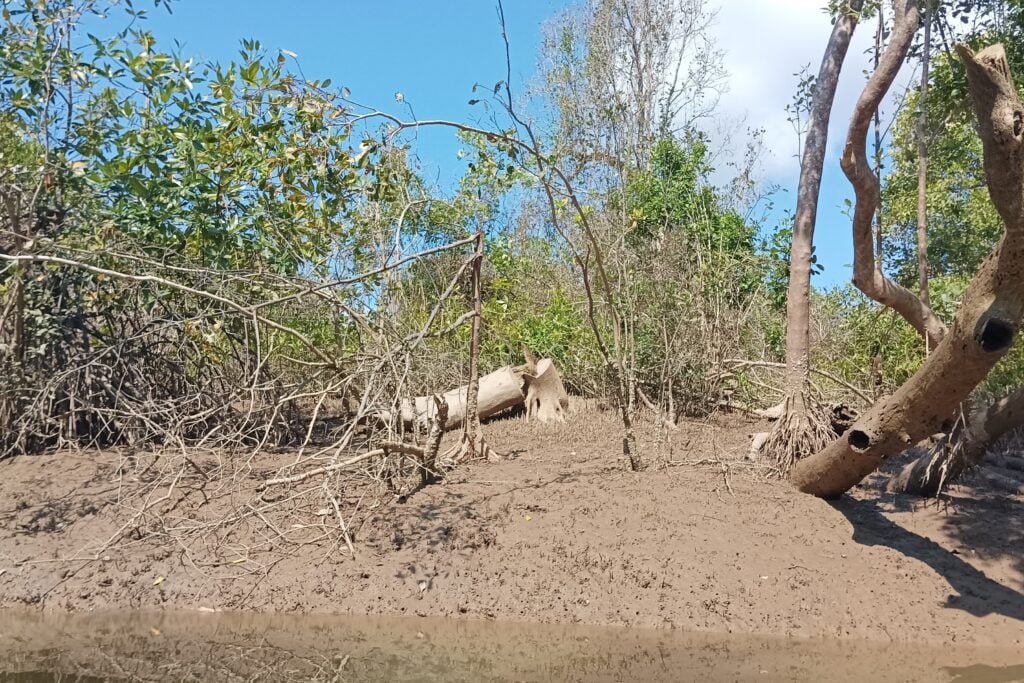 Myanmar river mangrove