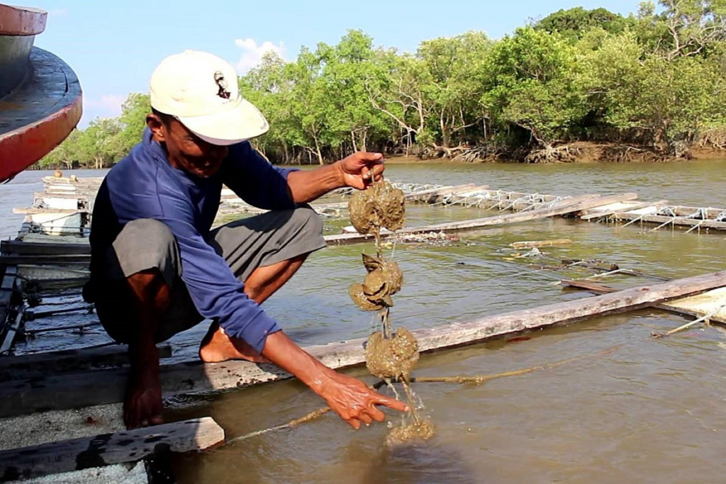 Myanmar river mangrove