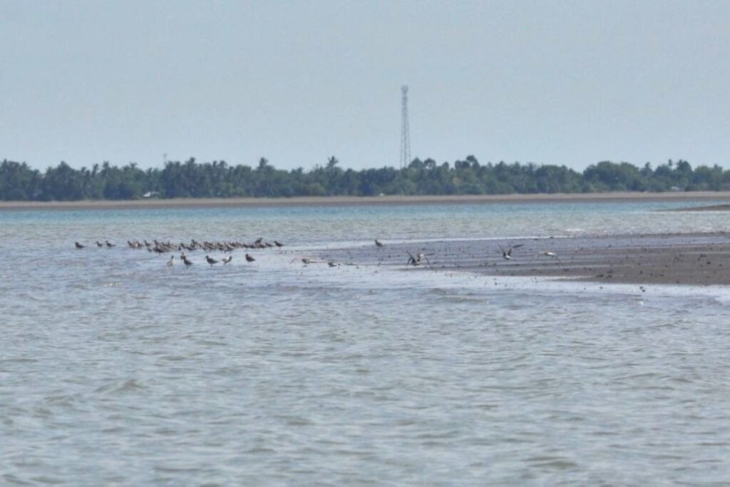 myanmar wetland