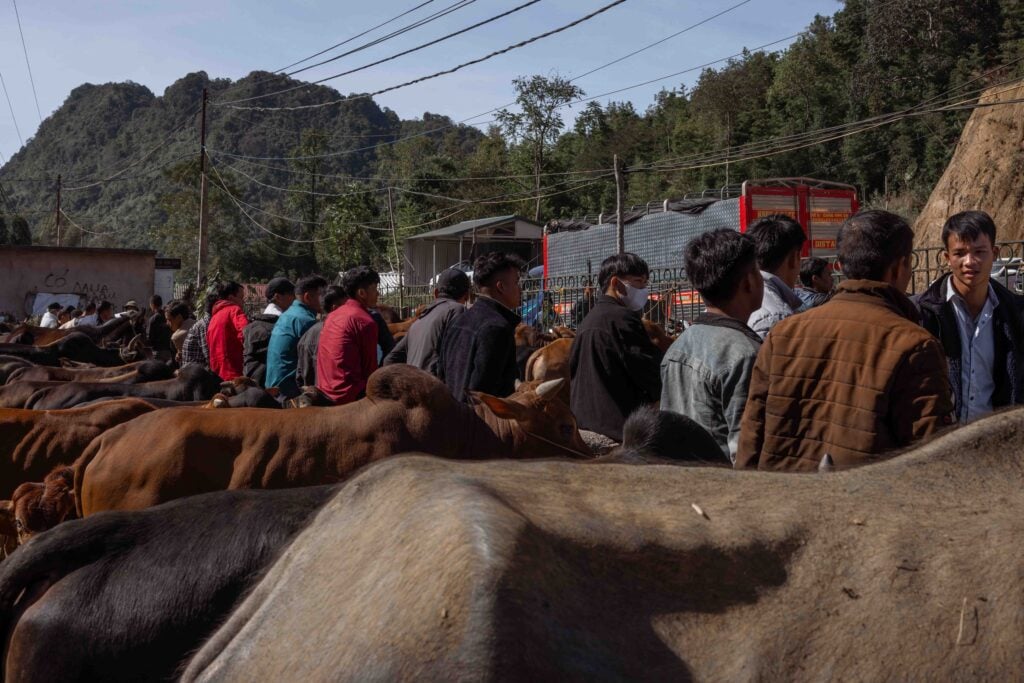 Vietnam cattle market