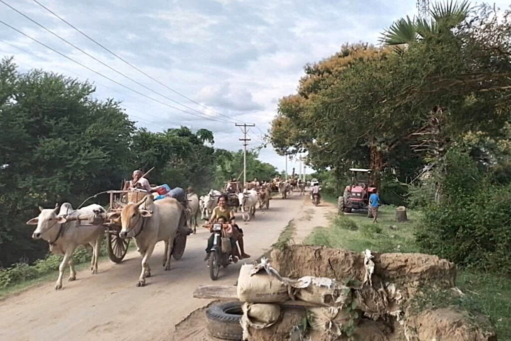 Myanmar cattle war