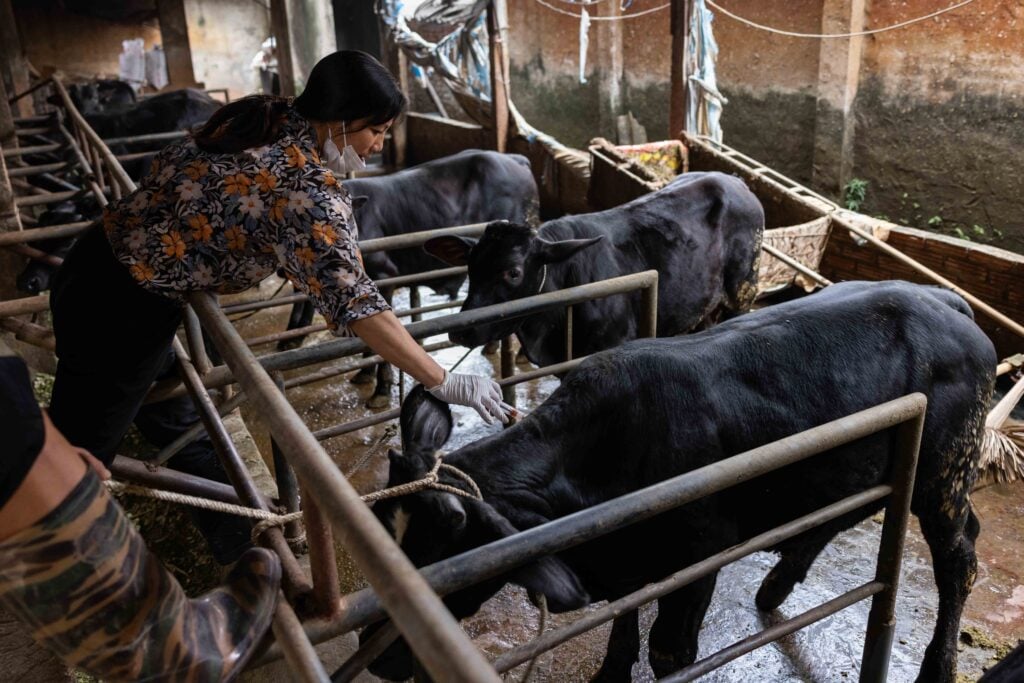 vaccination cattle Vietnam