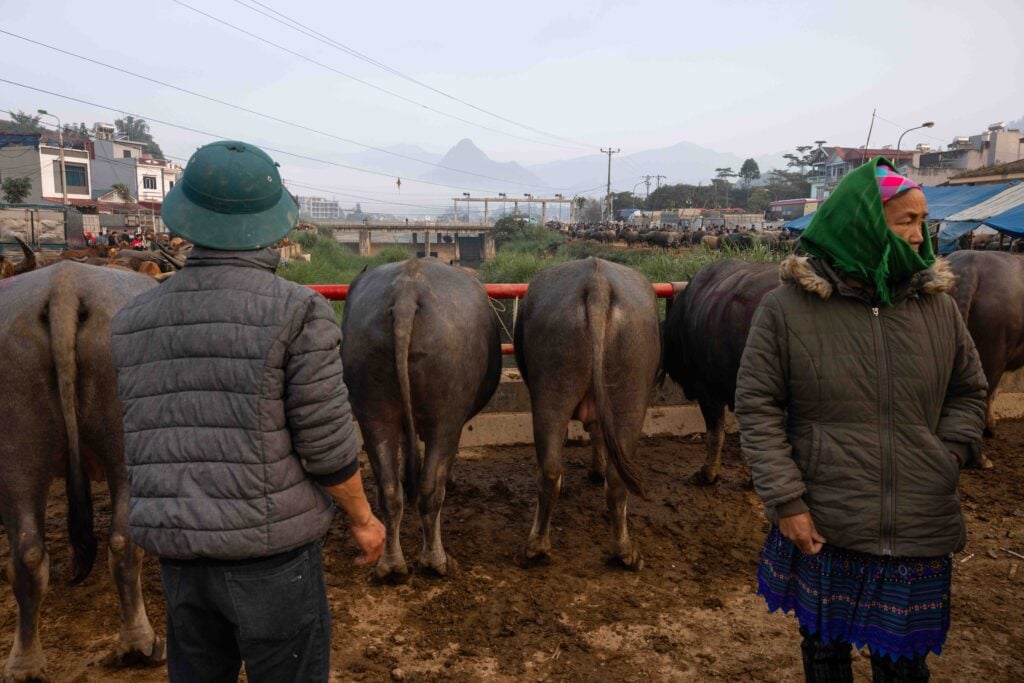 vietnam cattle market