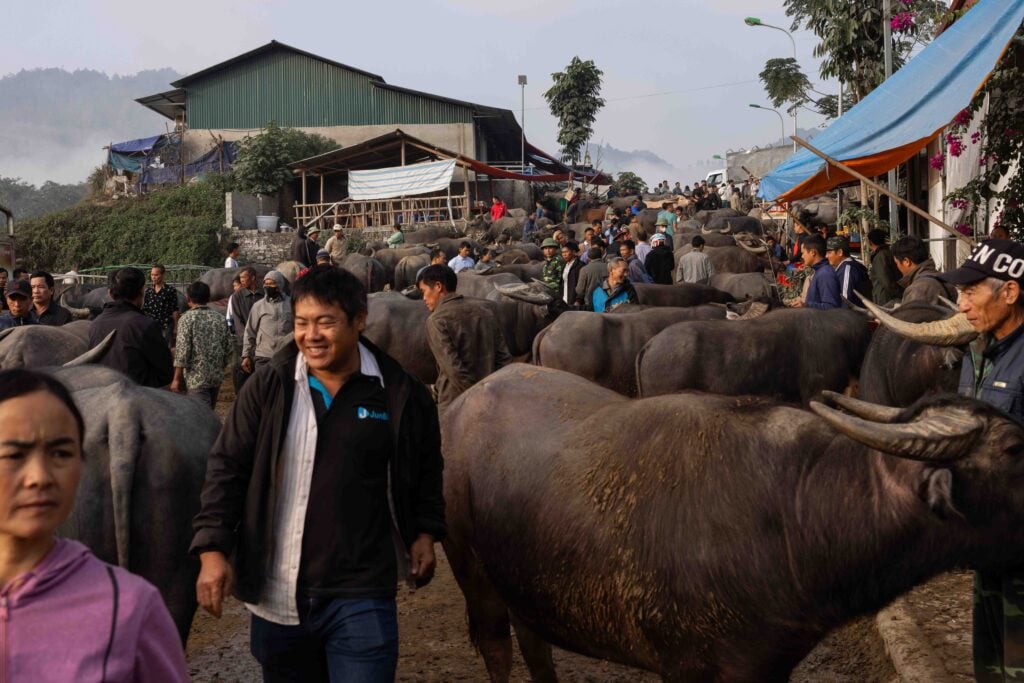 cattle market vietnam