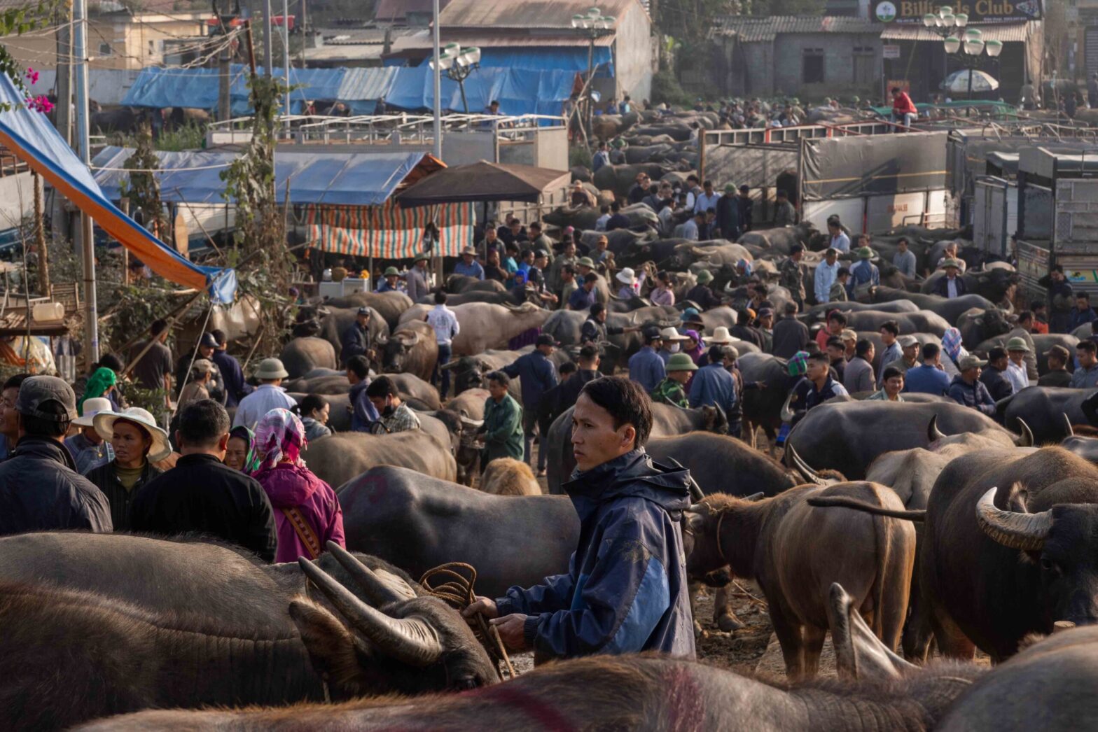 vietnam cattle