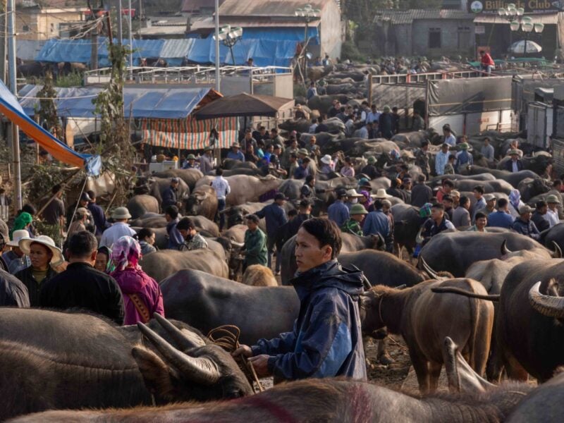 vietnam cattle