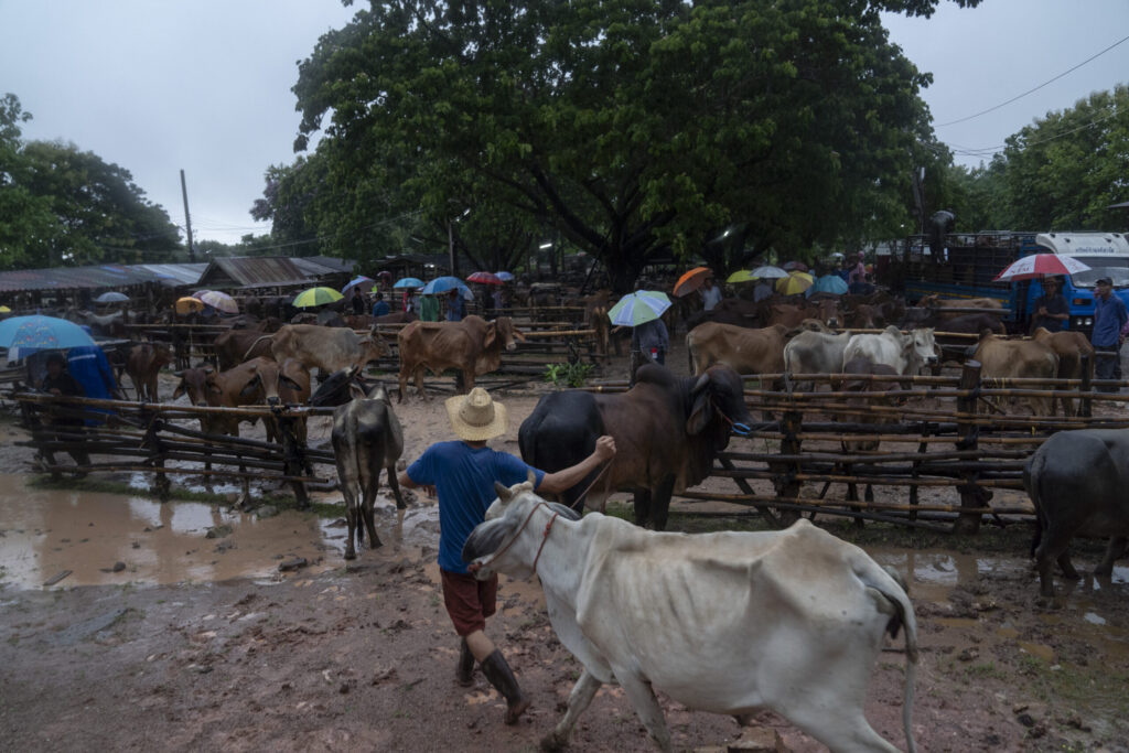 thailand cattle market