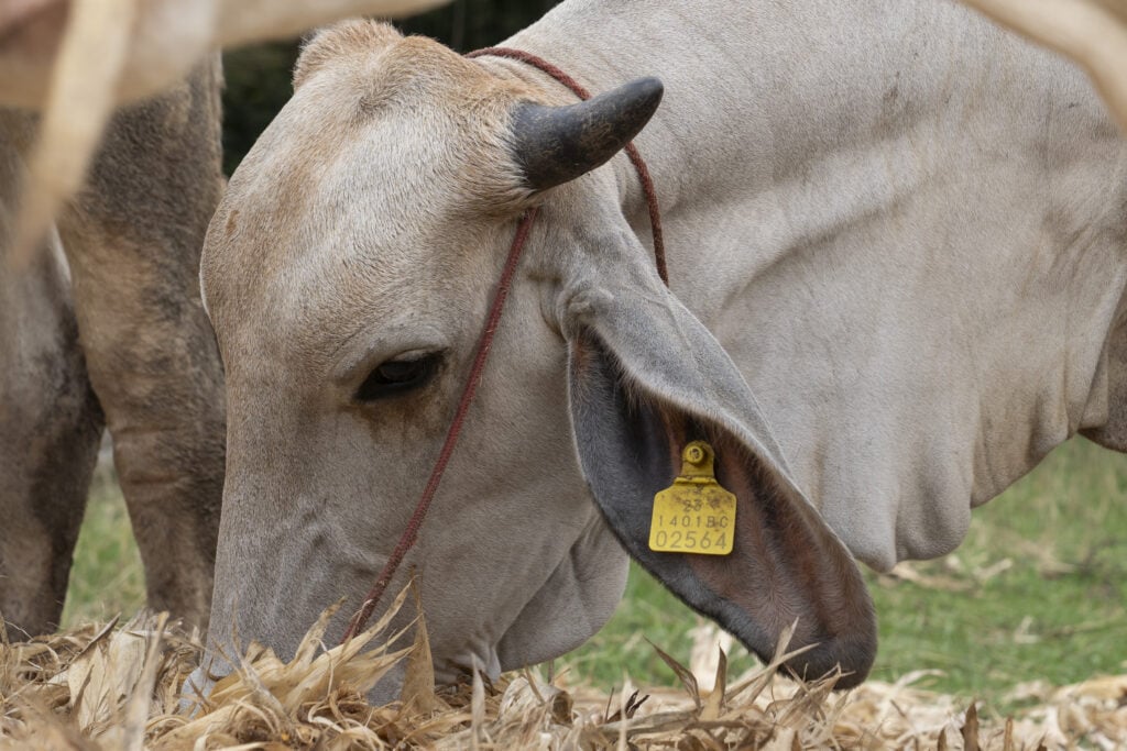 Thailand cattle