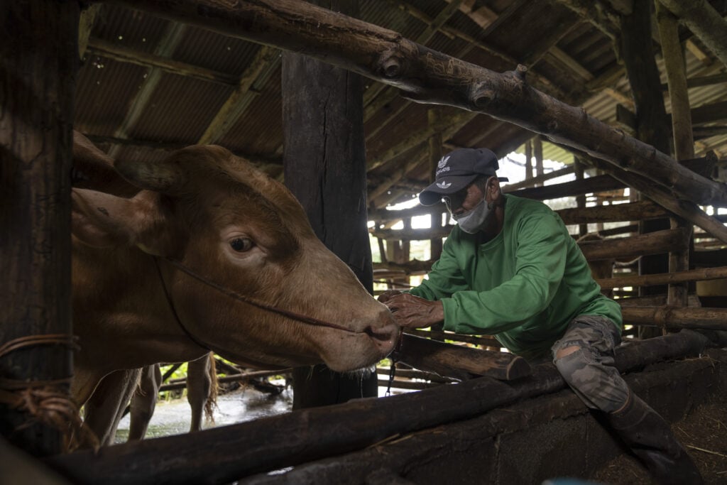 cattle thailand