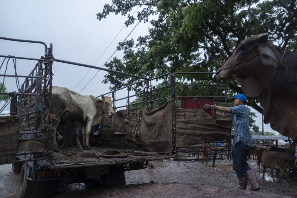 Thailand cattle beef