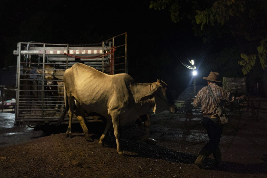 thailand cattle