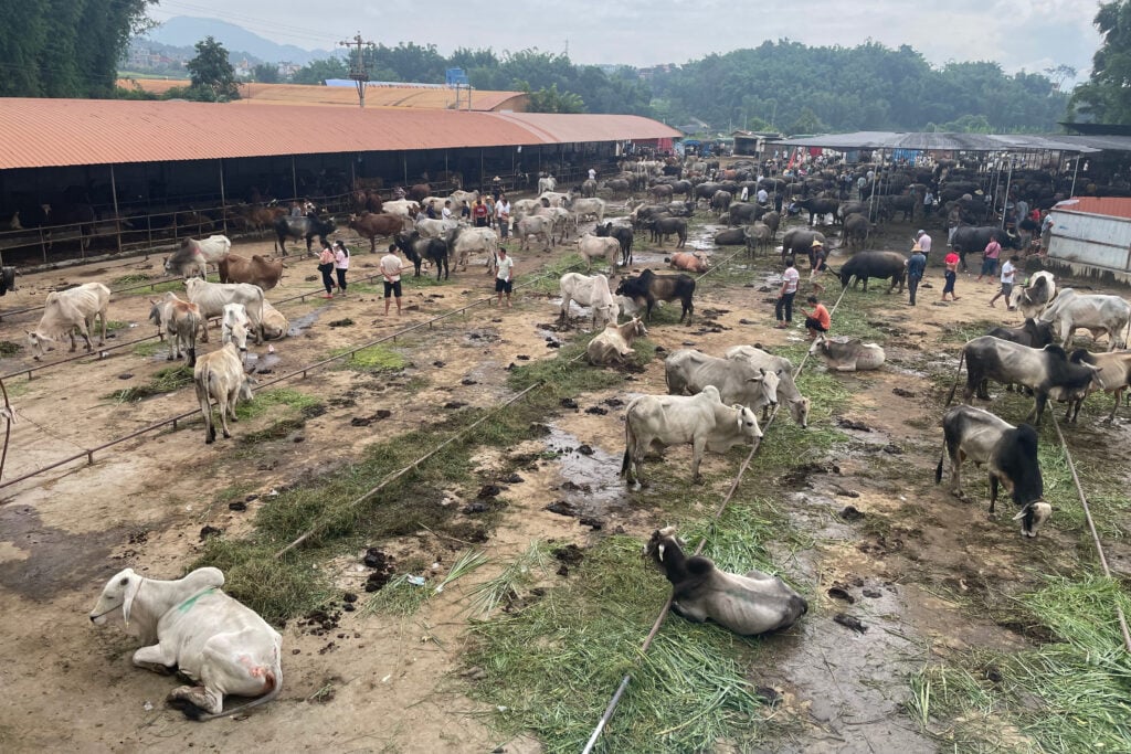 cattle beef Myanmar China