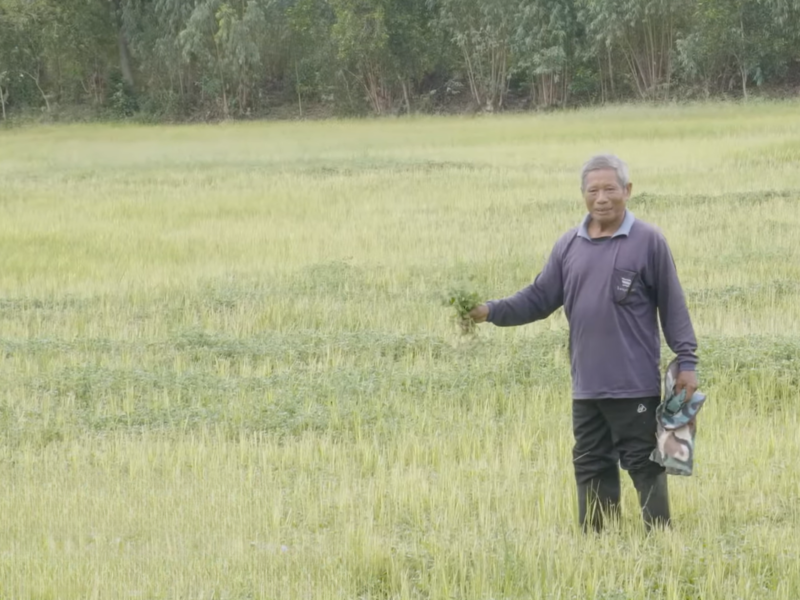 Thai farmer