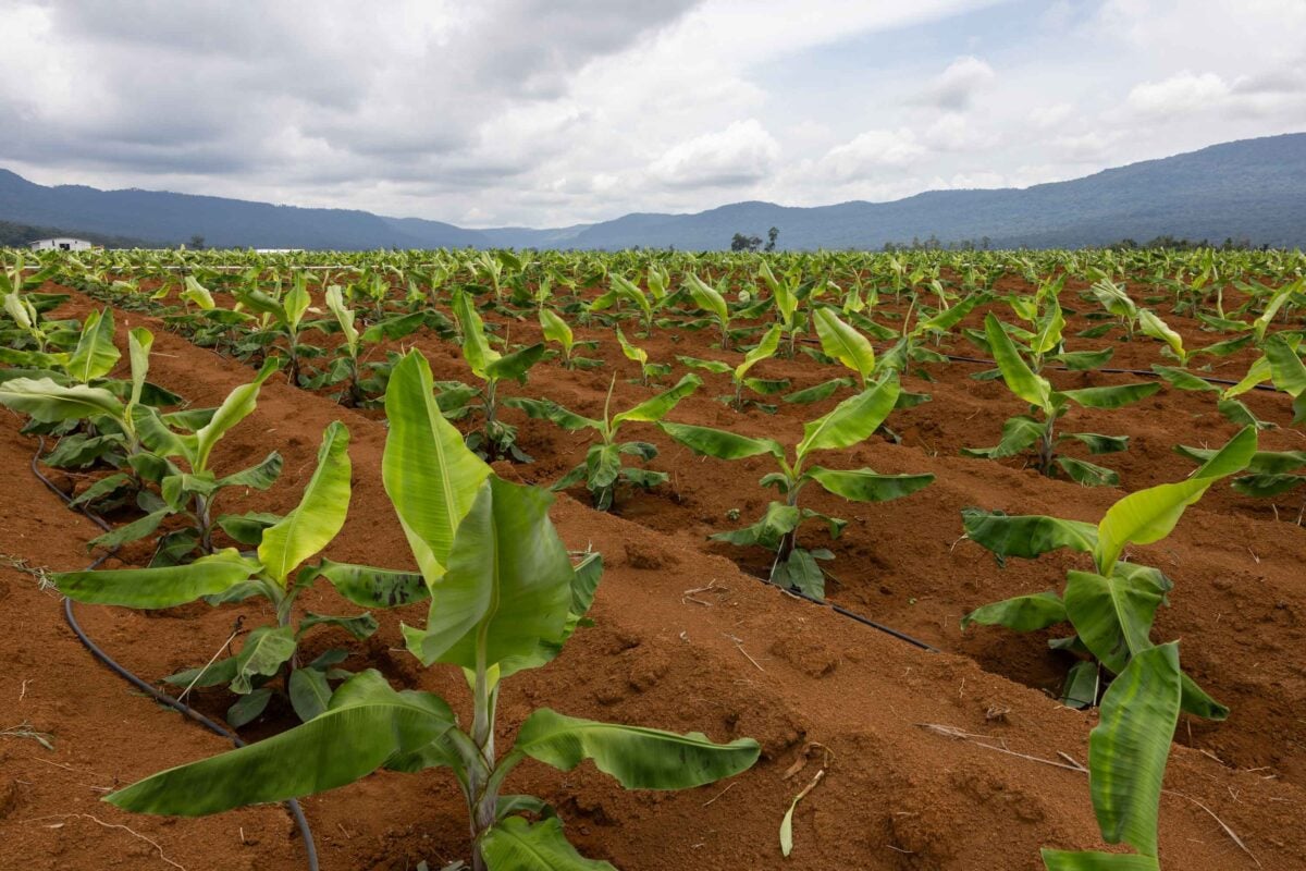 Laos banana forest