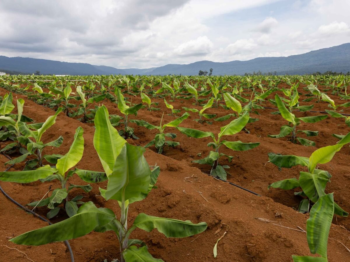 Fruits of spoil: Laos’ forests disappearing as fruit farms flourish