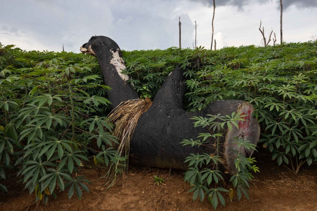 laos deforestation