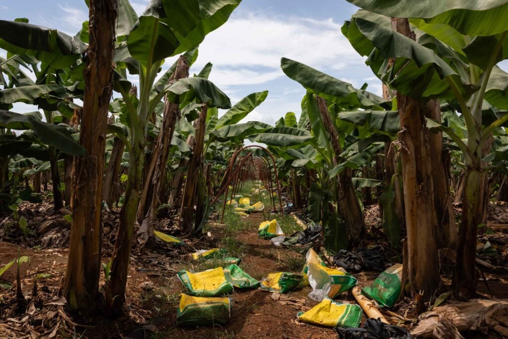 Laos banana chemical