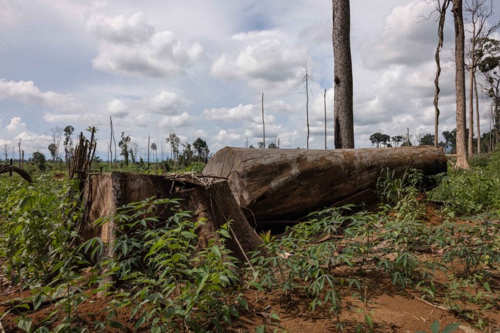 laos forest