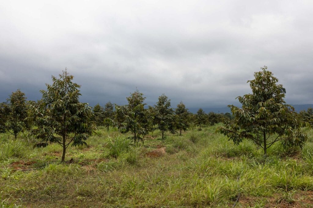 durian farm laos