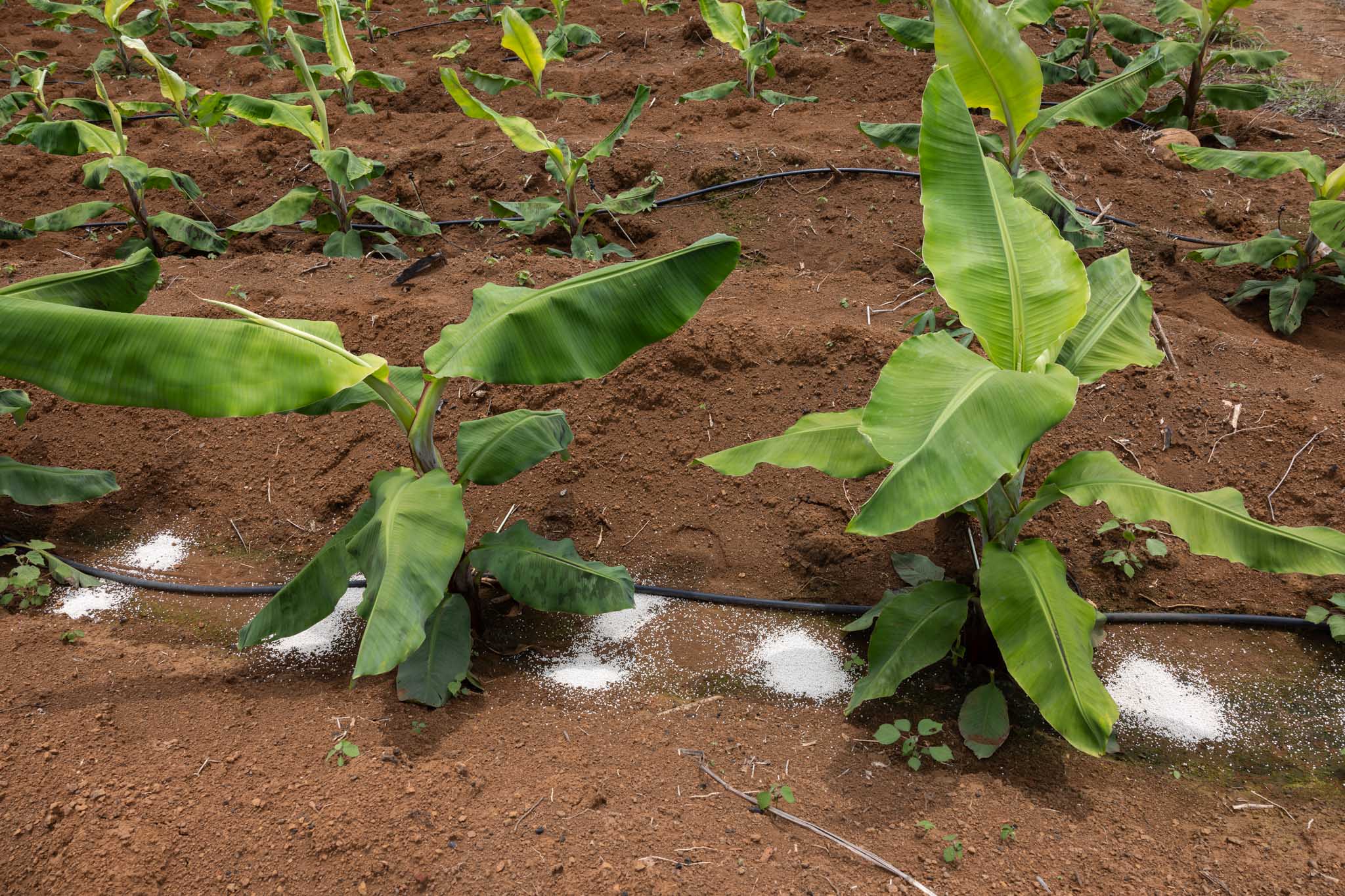 laos banana chemical