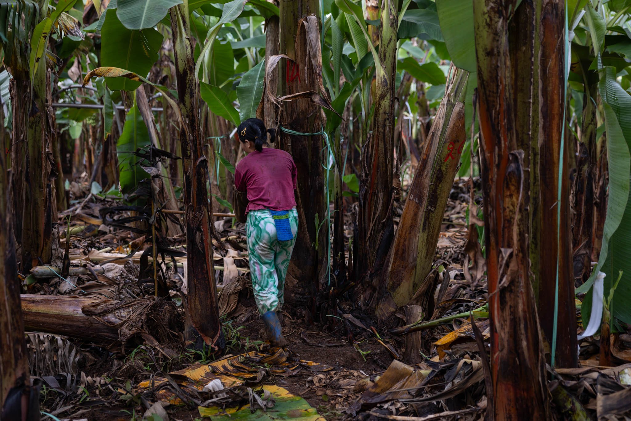 laos banana worker