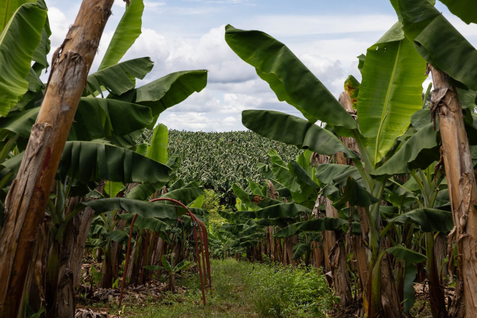 banana laos