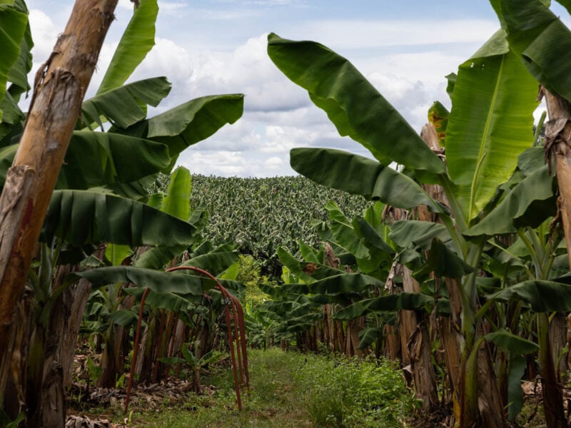 banana laos