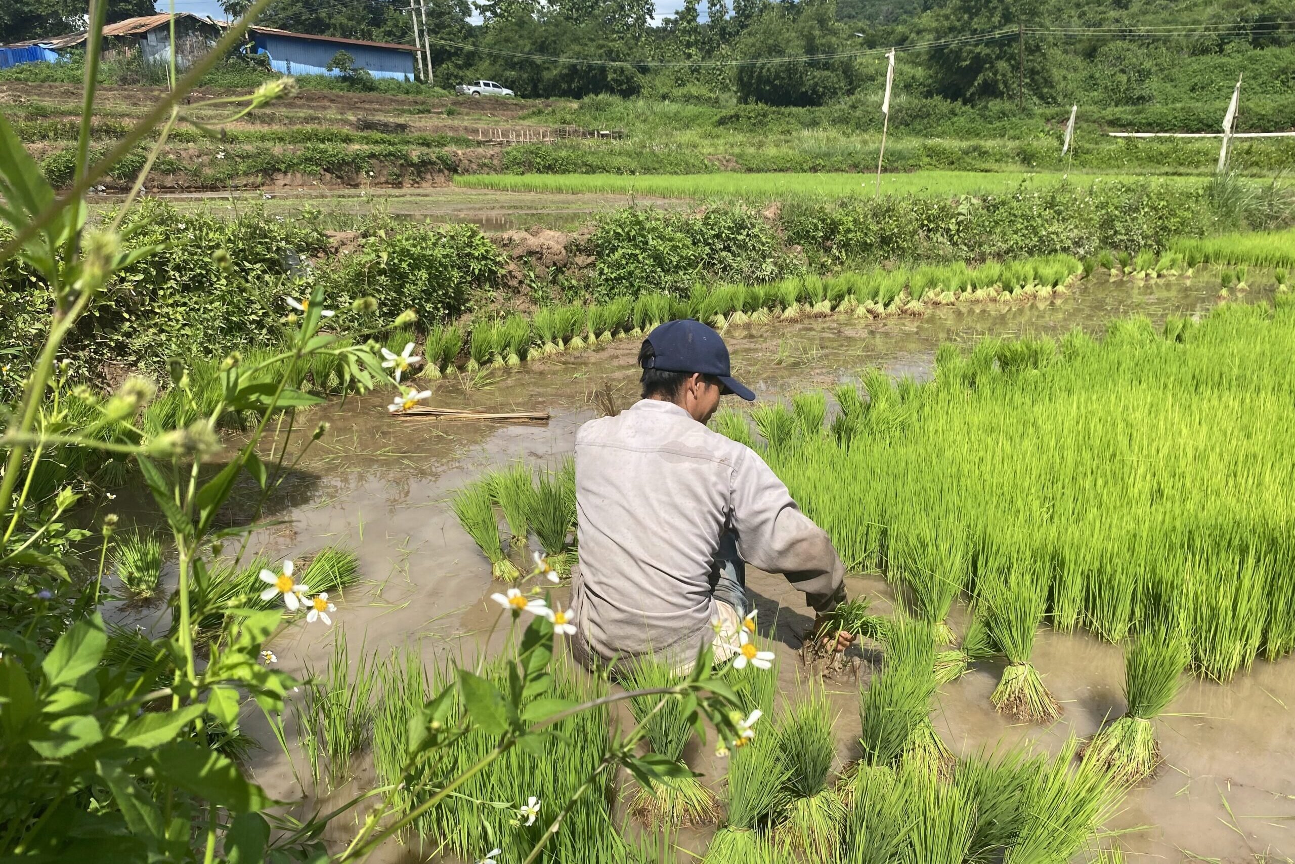 laos farmer