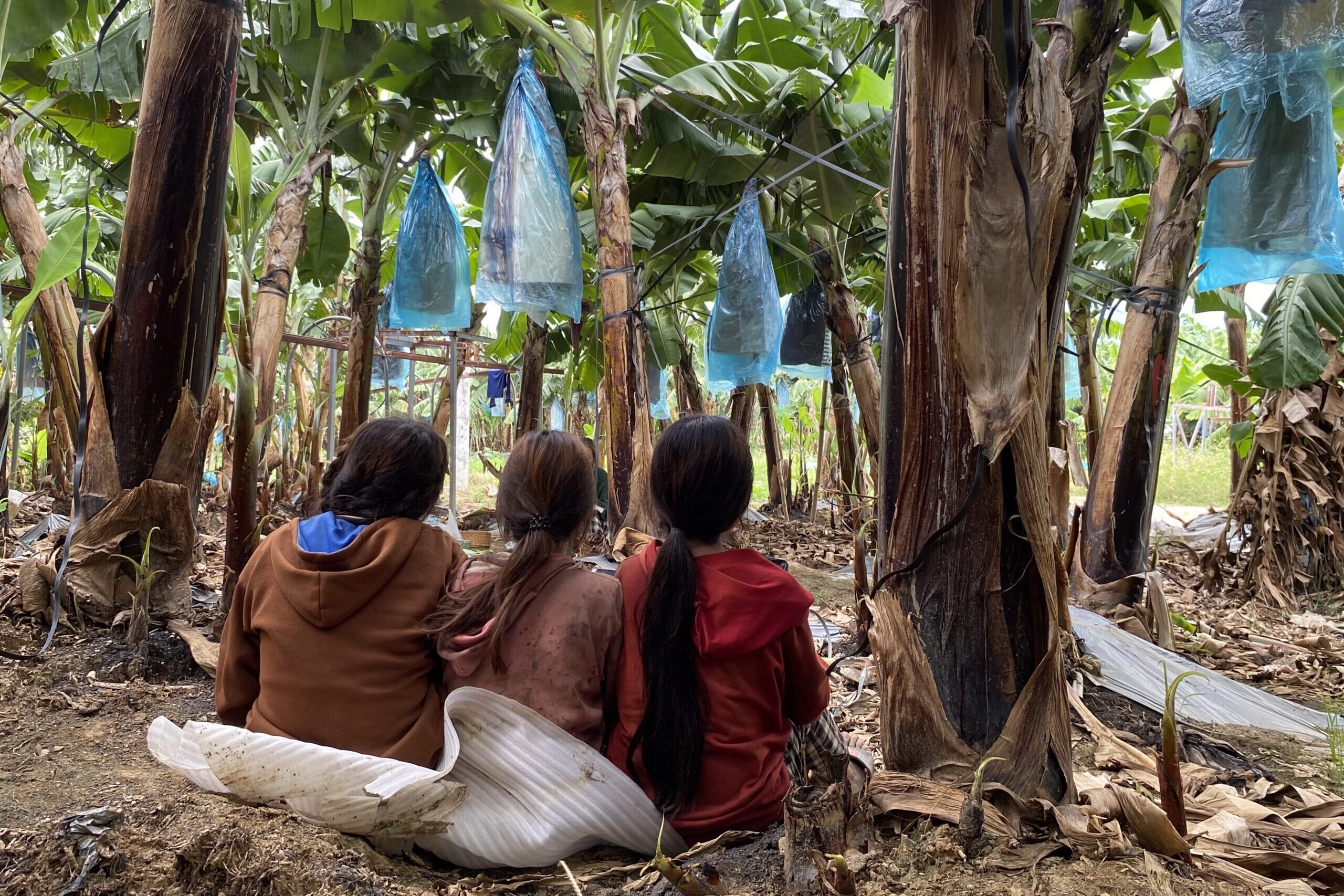 laos banana worker